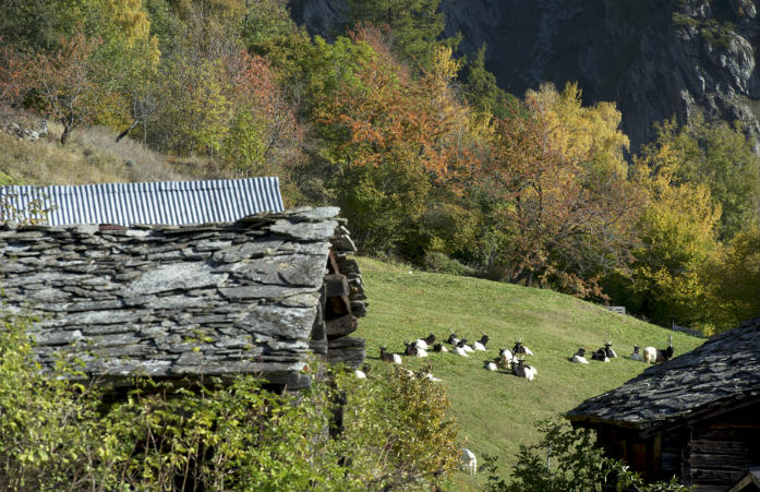 Un bisse valaisan passe à travers les alpages