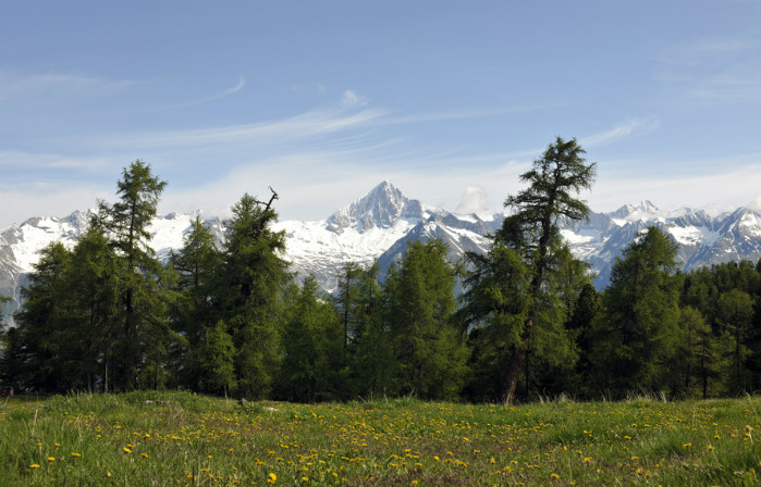 Le Bietschhorn apparait en toile de fond sur ce sentier valaisan