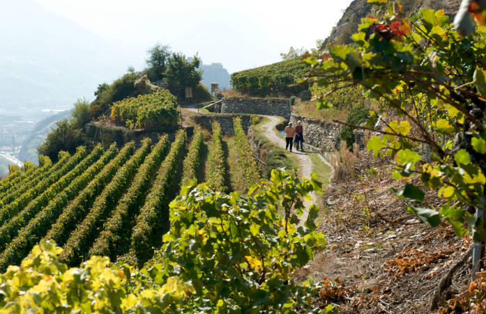 Le bisse traverse les vergers et les vignobles de Sion